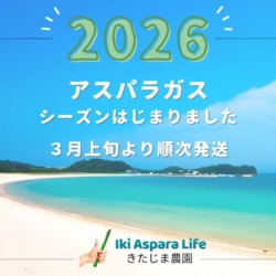 2026　壱岐産アスパラガス発送スタート
